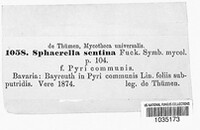 Mycosphaerella pyri image